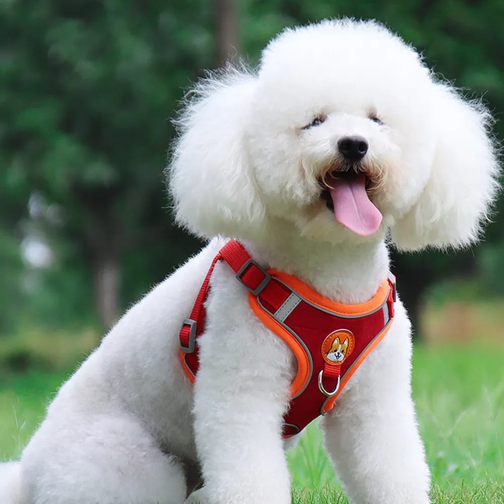 Harness & leash set